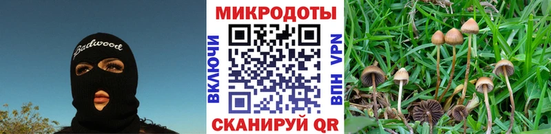 Псилоцибиновые грибы Psilocybine cubensis купить закладку Миллерово